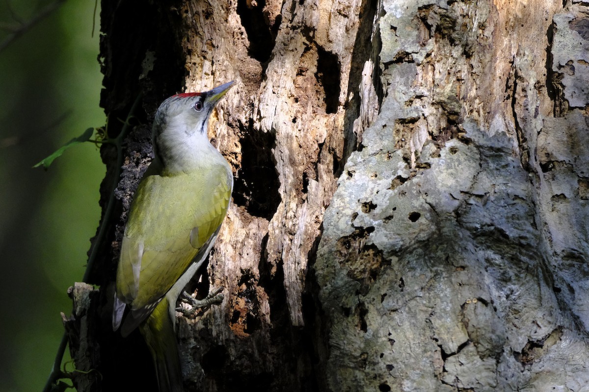 Gray-headed Woodpecker - Hakan Dolek