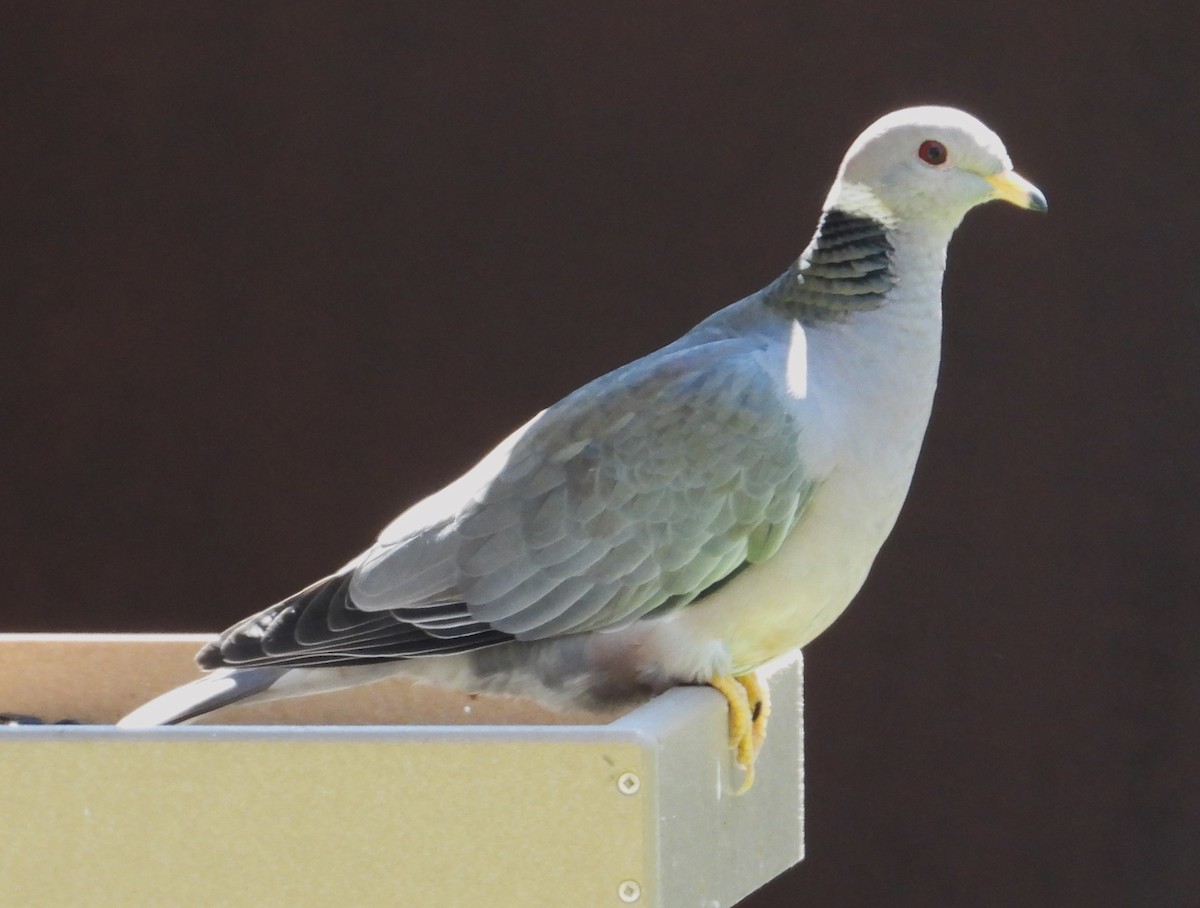 Band-tailed Pigeon - ML618010317