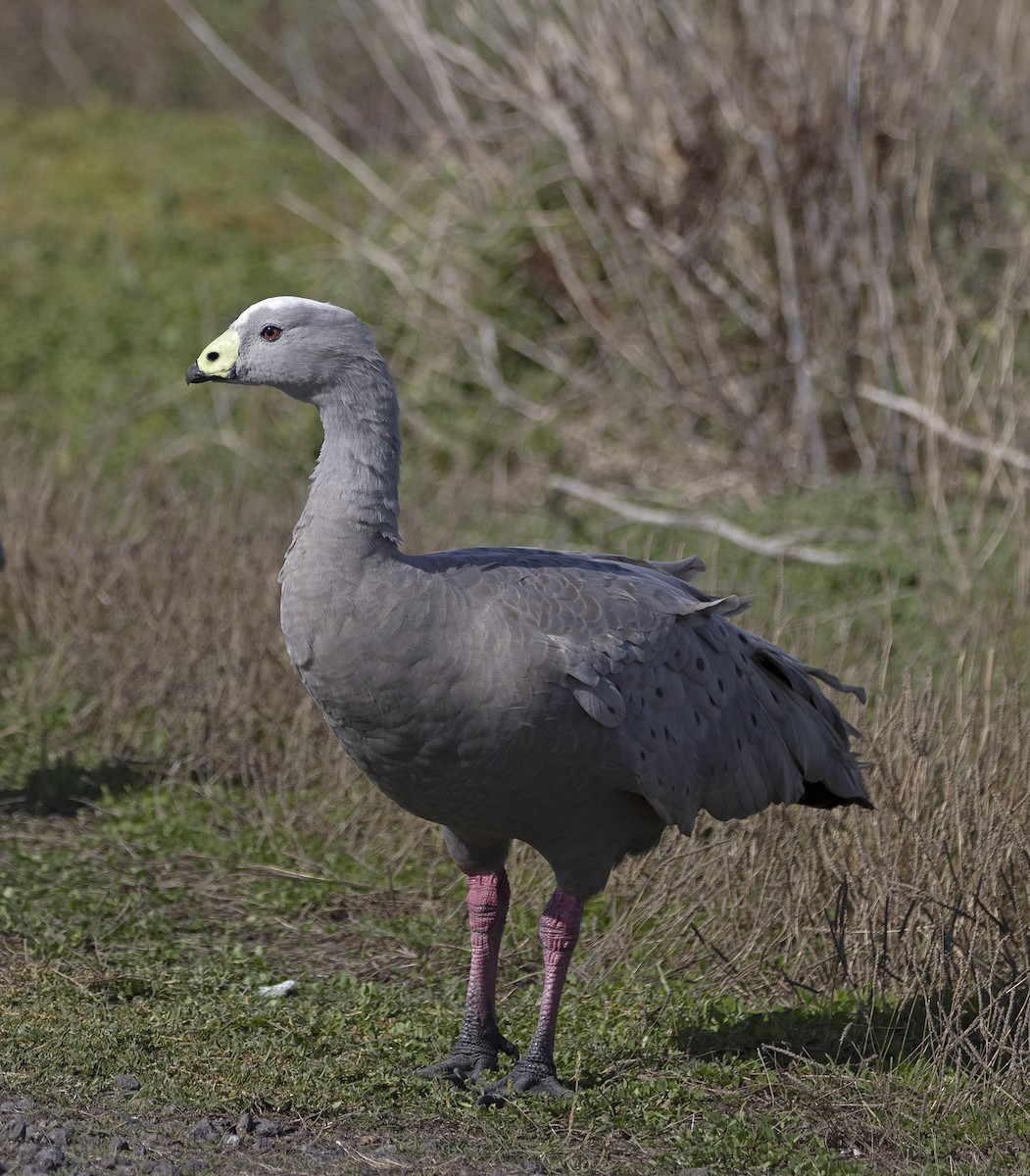 Cape Barren Goose - Mal Holliday