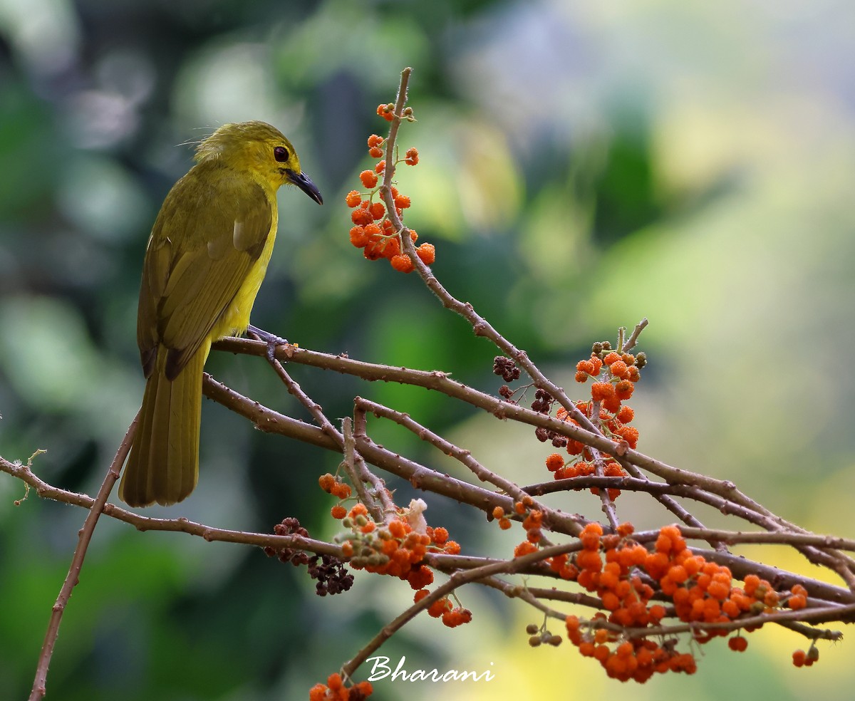 Sarı Kaşlı Arapbülbülü - ML618010365