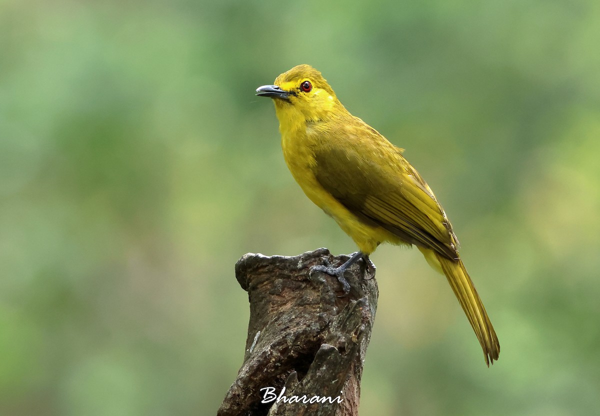 Yellow-browed Bulbul - Bharani Dharan B