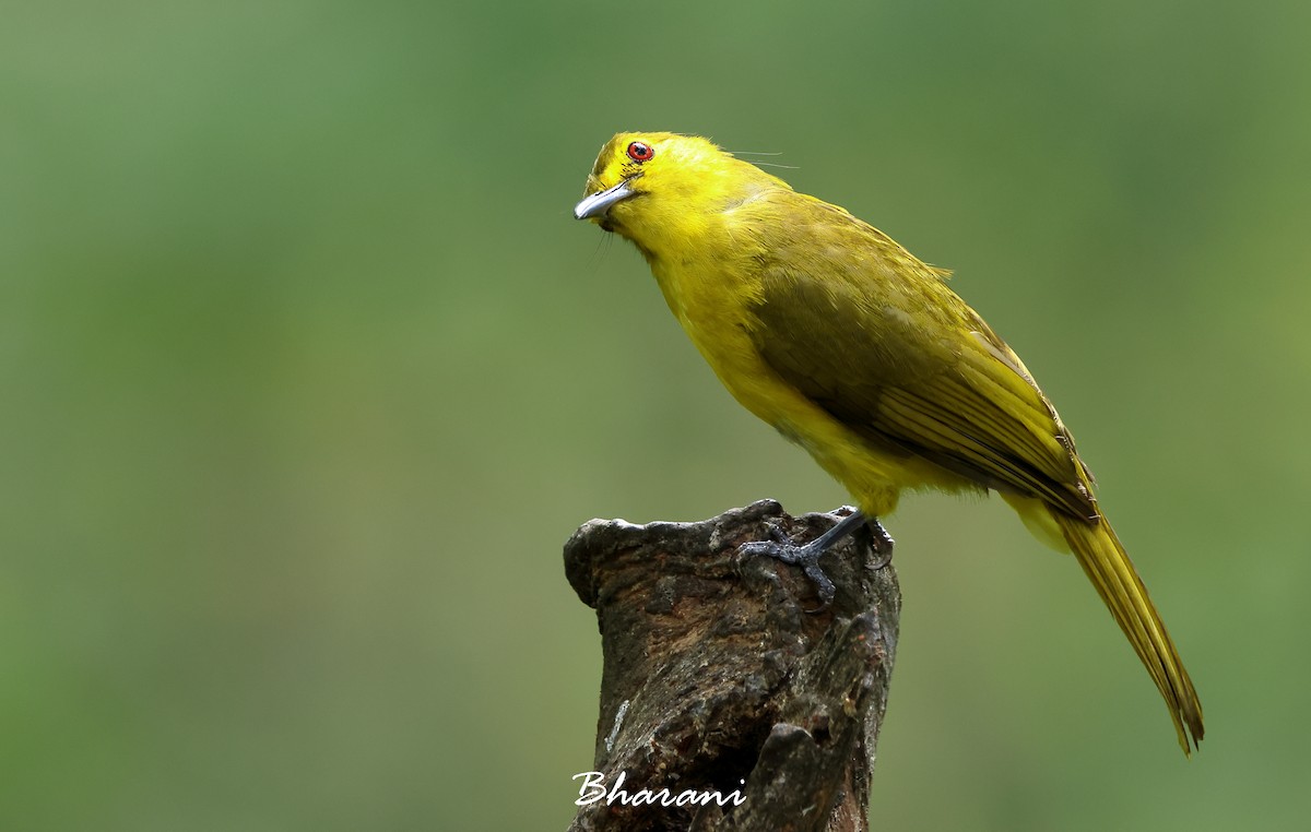 Yellow-browed Bulbul - Bharani Dharan B