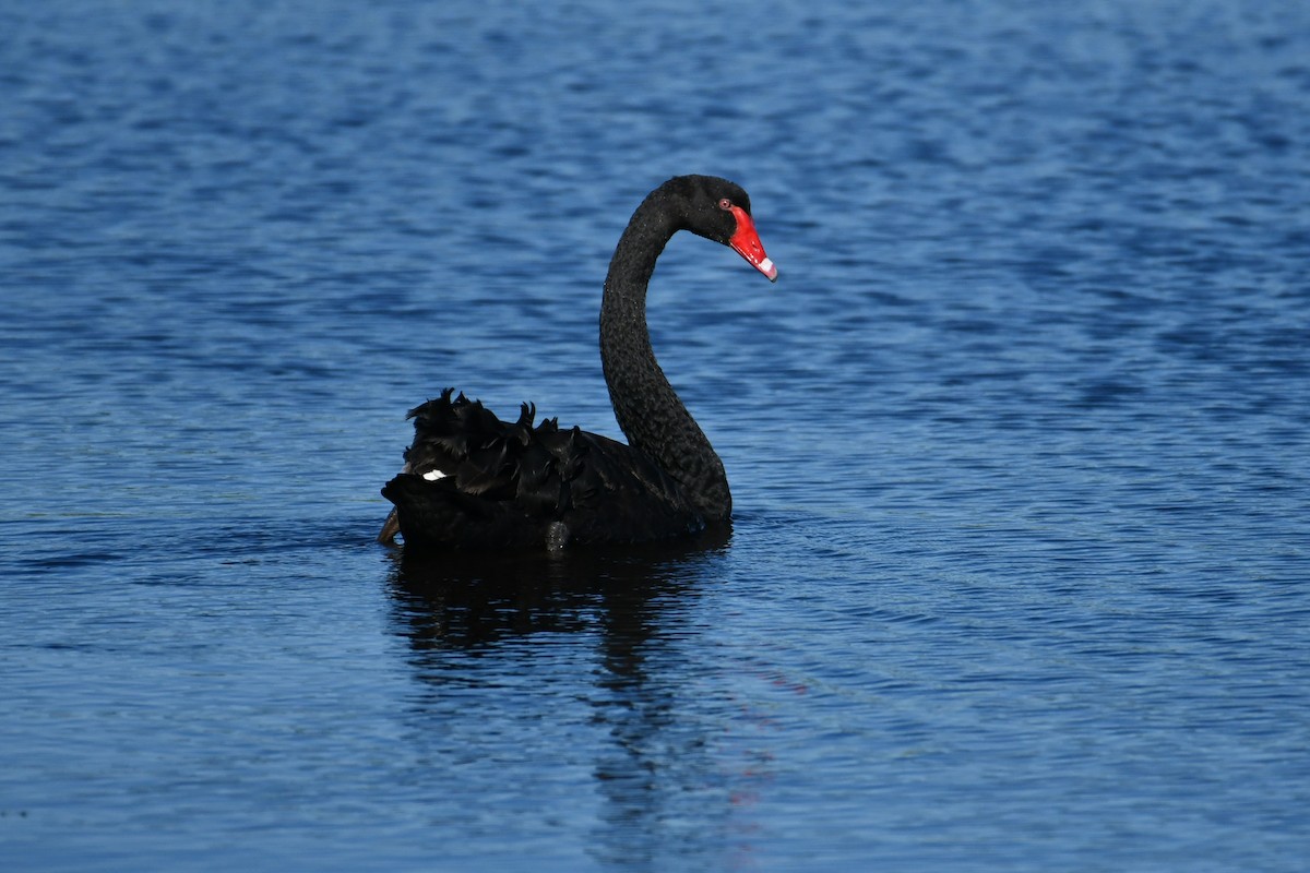 Black Swan - John Formosa