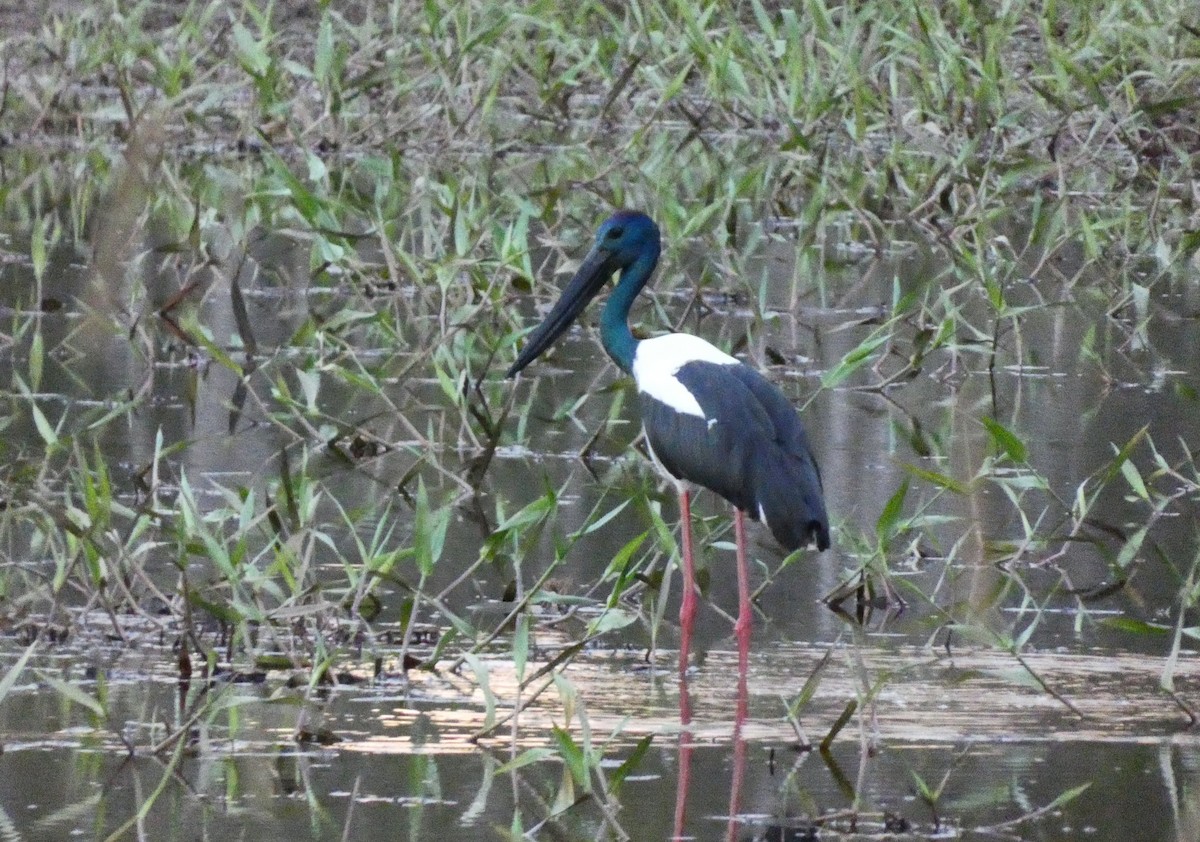 Black-necked Stork - ML618010378