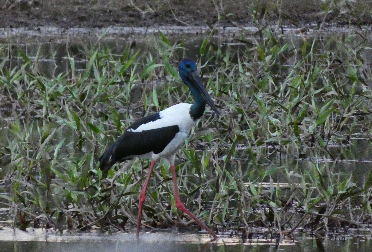 Black-necked Stork - ML618010379