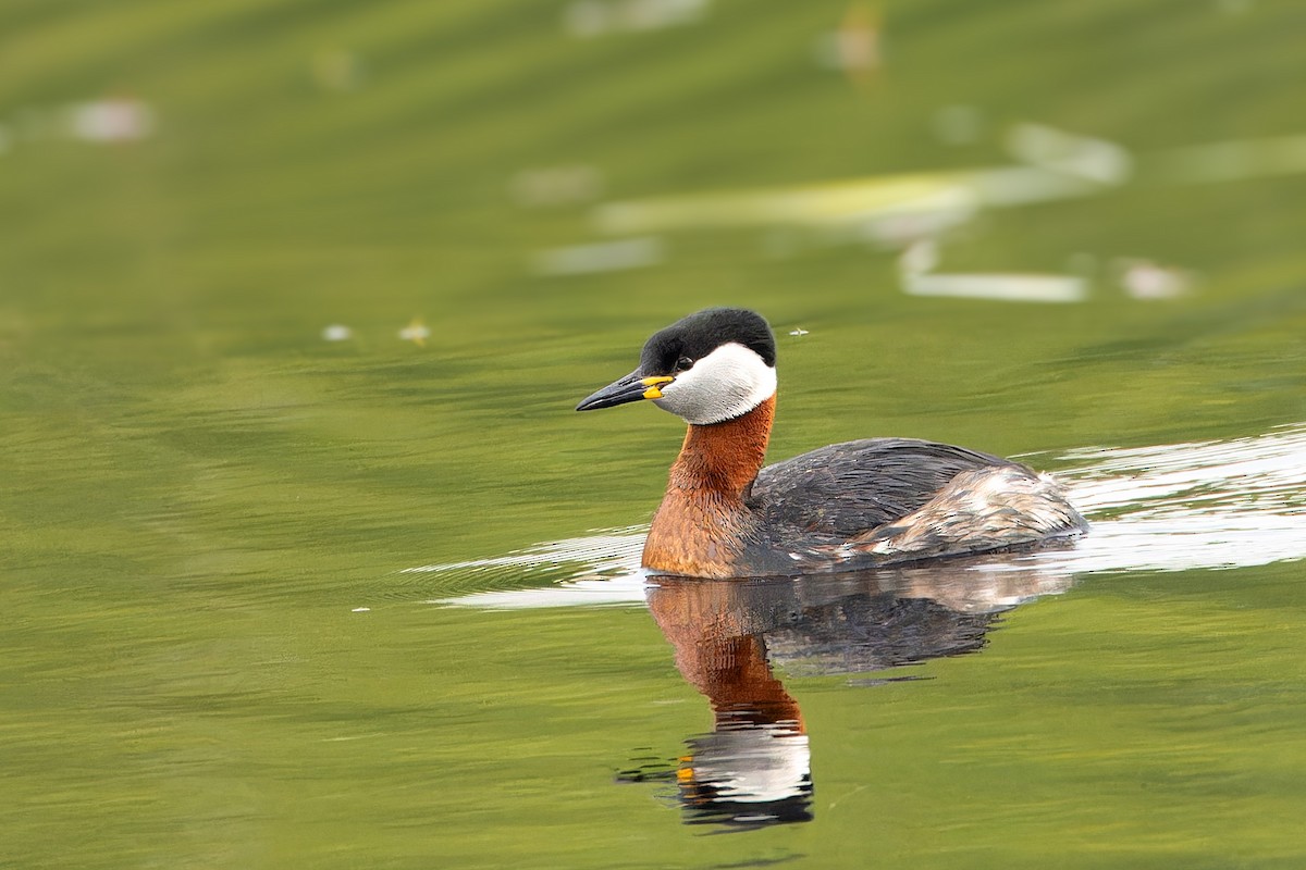 Red-necked Grebe - ML618010390