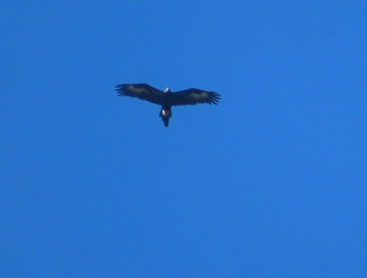 Wedge-tailed Eagle - ML618010395