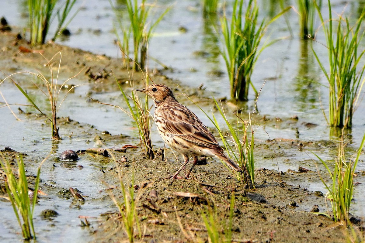 Red-throated Pipit - Haofeng Shih