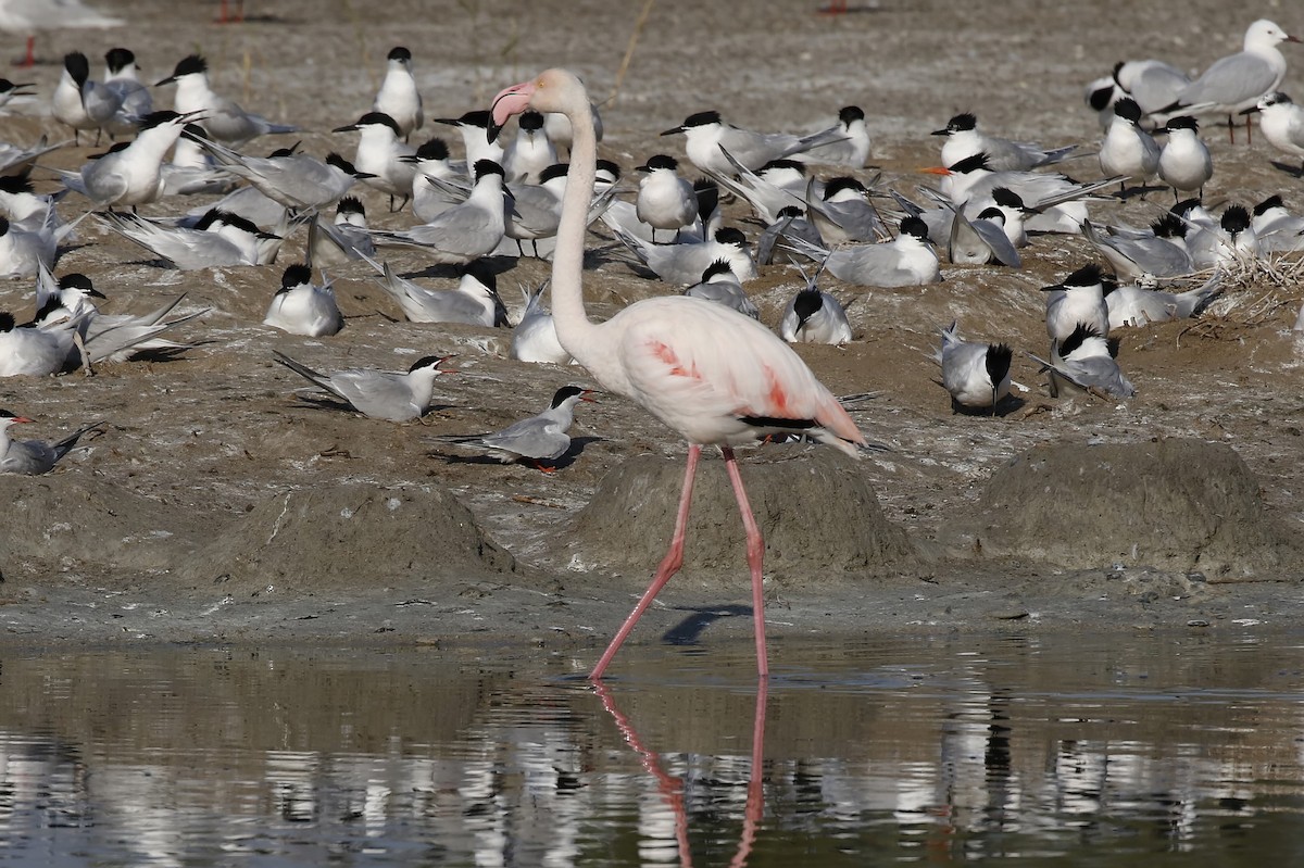 Greater Flamingo - ML618010409