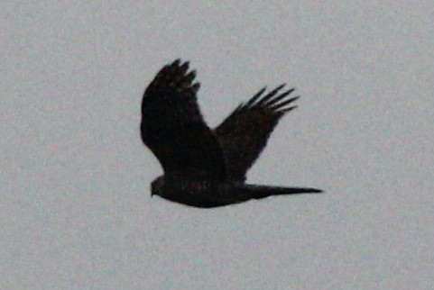Eurasian Sparrowhawk - ML618010411
