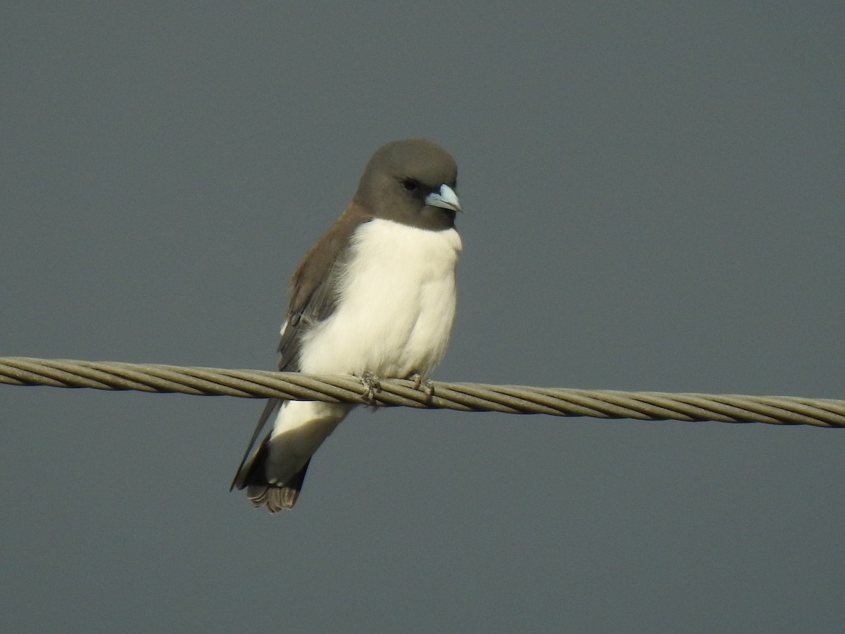 White-breasted Woodswallow - ML618010425