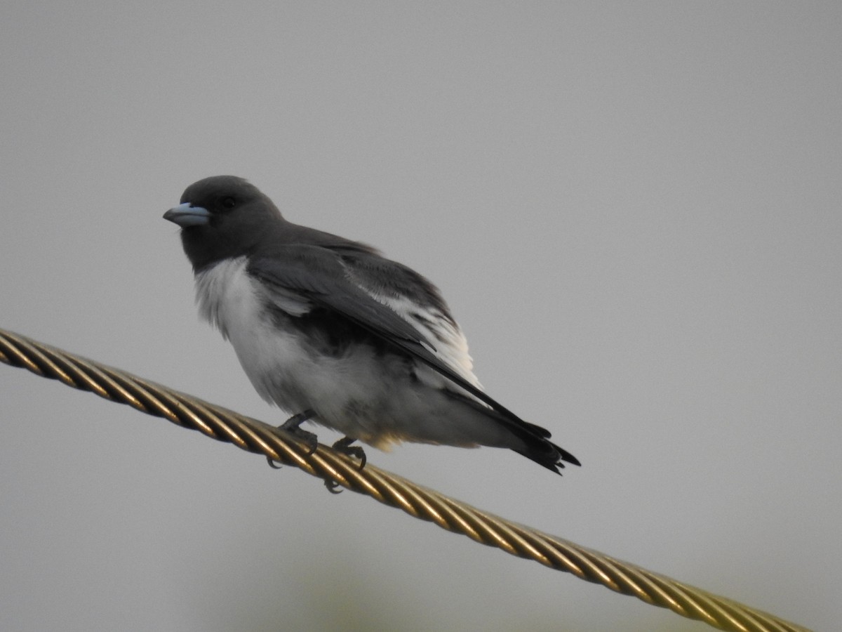 White-breasted Woodswallow - ML618010426