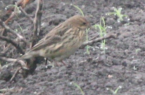 Red-throated Pipit - ML618010435