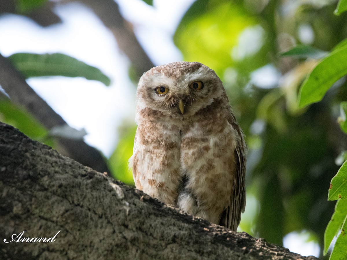 Spotted Owlet - Anand Singh