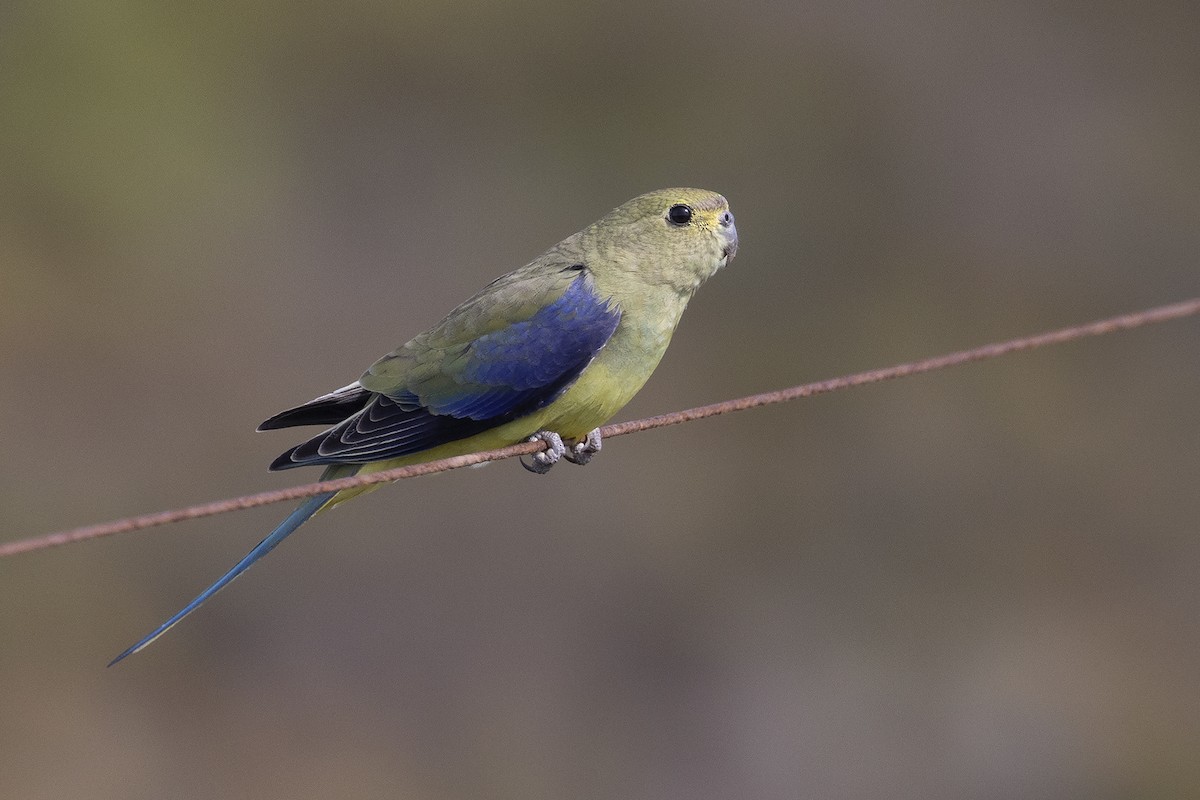 Blue-winged Parrot - Mal Holliday