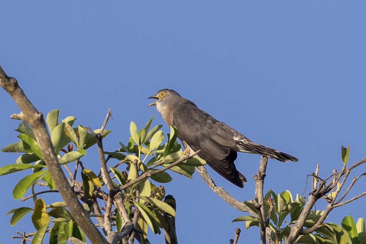 Common Hawk-Cuckoo - Niall D Perrins