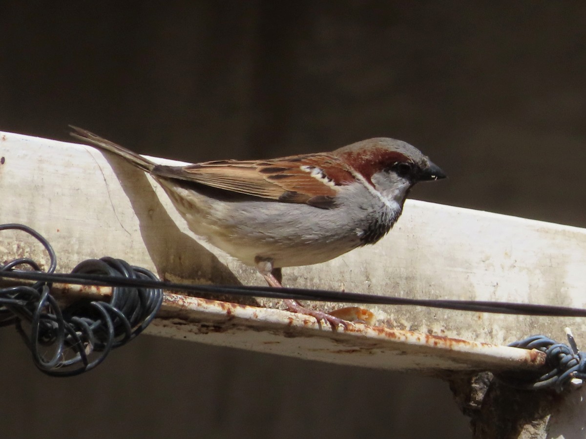 House Sparrow - ML618010468