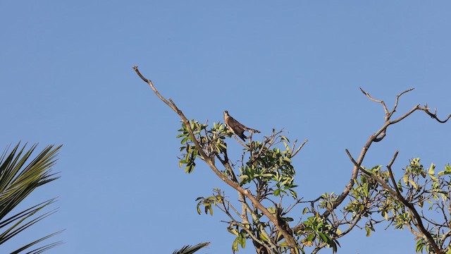 Common Hawk-Cuckoo - ML618010475