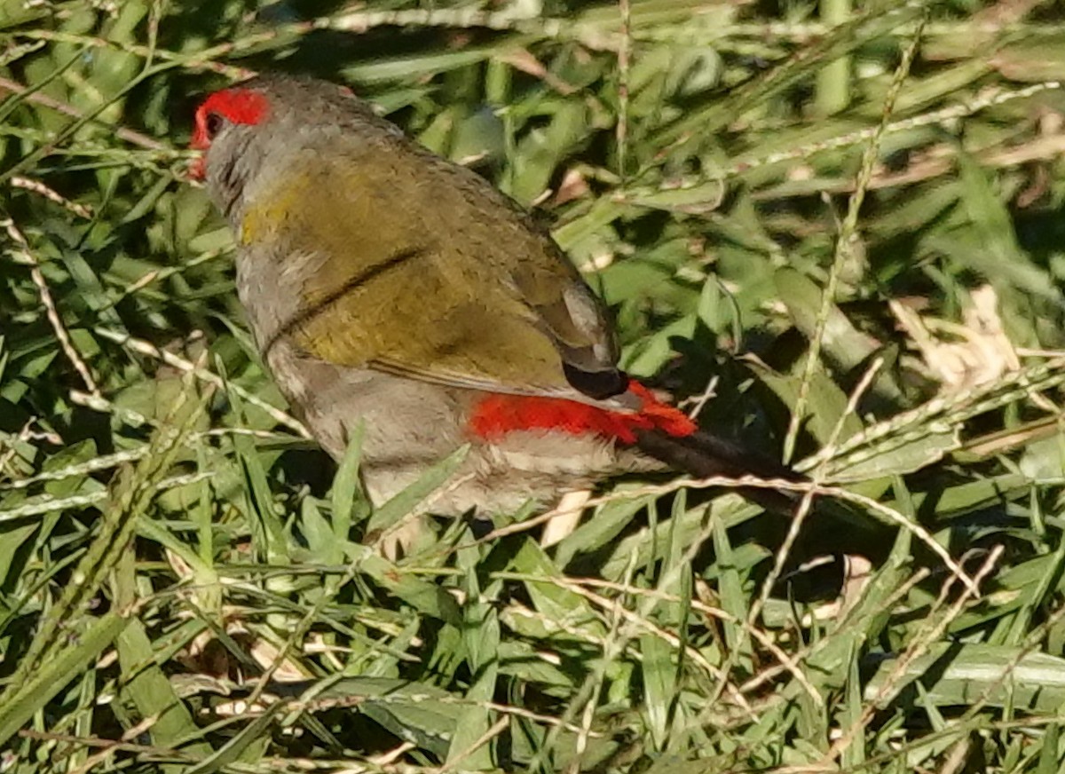 Red-browed Firetail - ML618010536