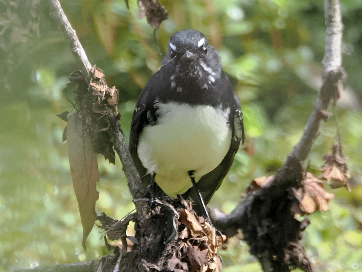 Willie-wagtail - ML618010602