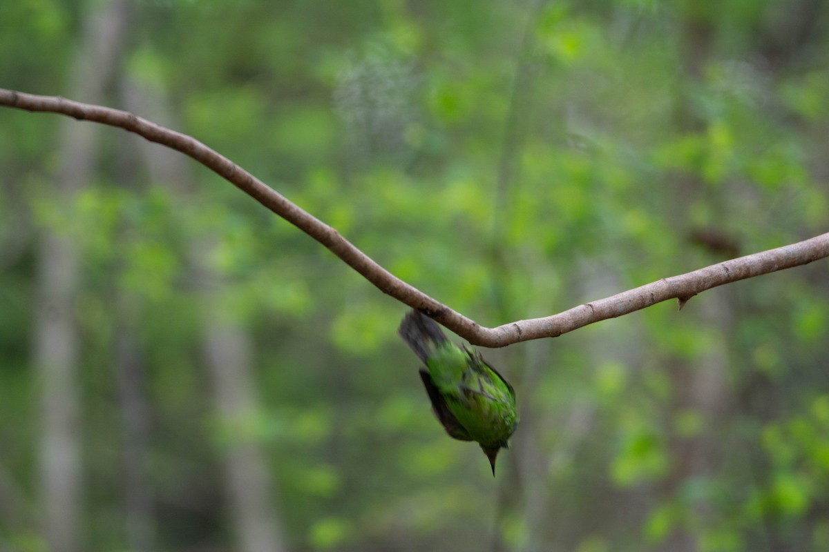 leafbird sp. - Thanu Shanavas