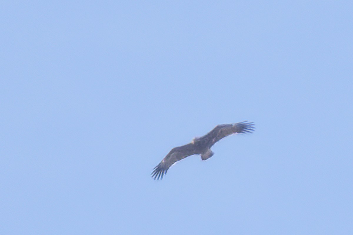 Greater Spotted Eagle - ML618010636