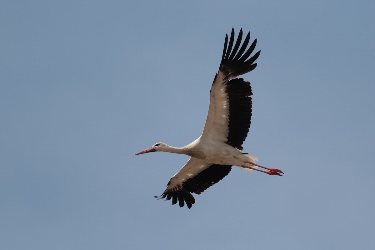 White Stork - ML618010657