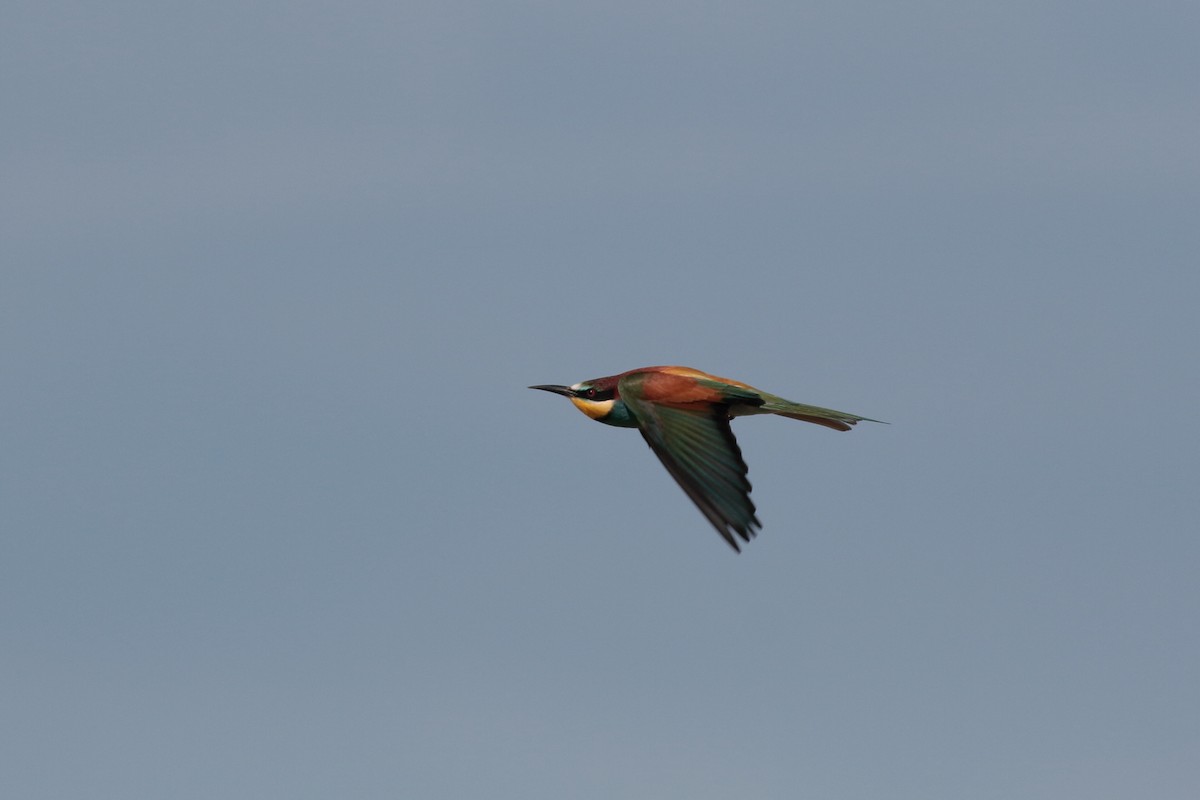 European Bee-eater - ML618010659