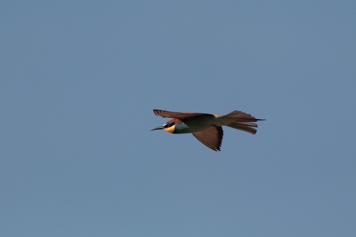 European Bee-eater - ML618010660