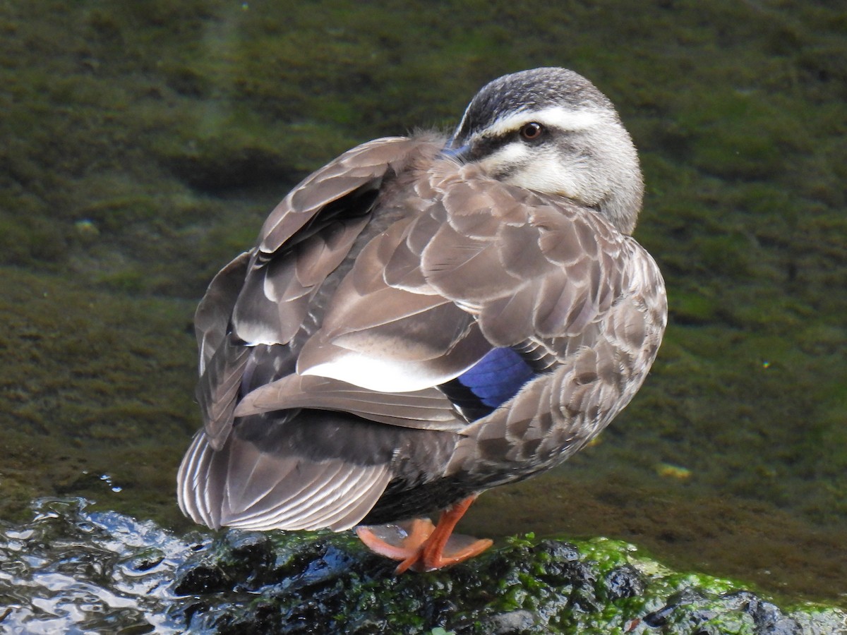 Eastern Spot-billed Duck - ML618010694
