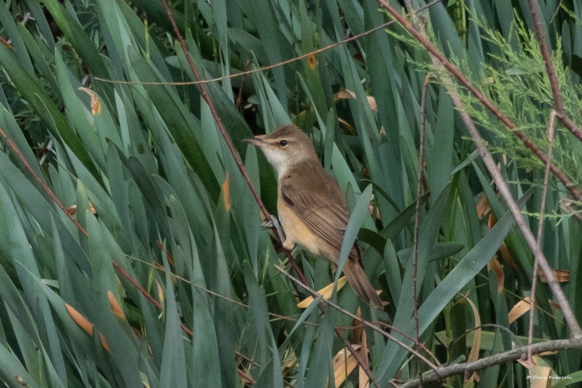 Great Reed Warbler - Olcay Kabacalı
