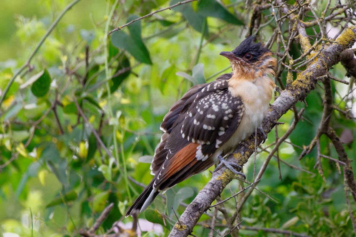 Great Spotted Cuckoo - ML618010708