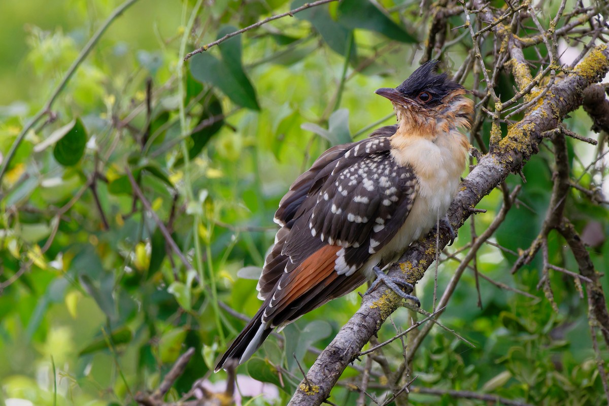Great Spotted Cuckoo - Avihu Nussbaum