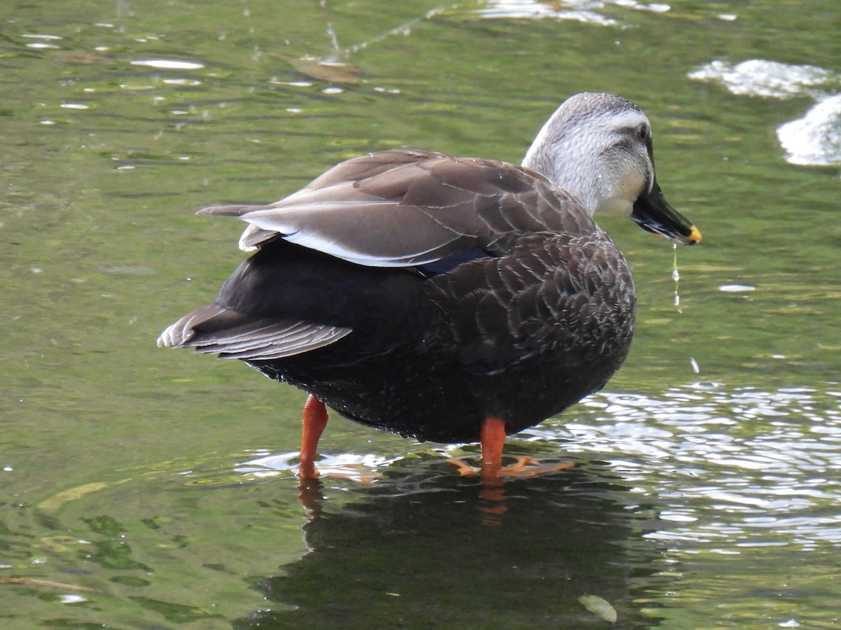 Eastern Spot-billed Duck - ML618010712