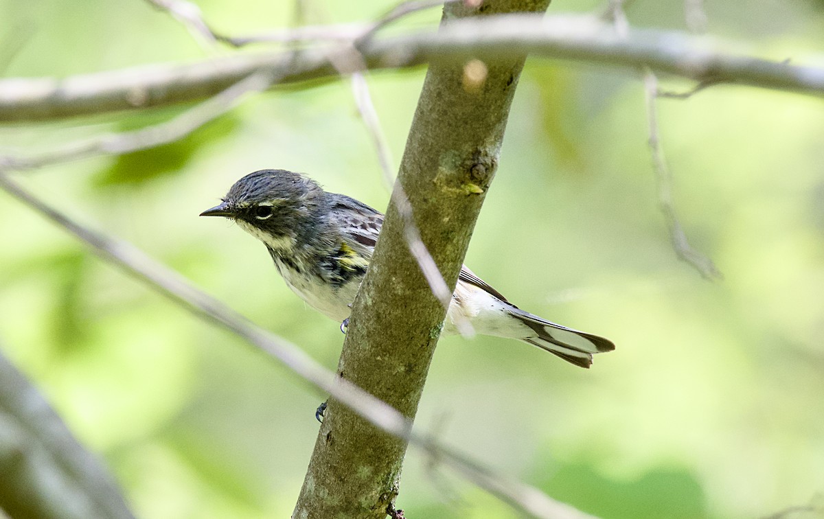 Yellow-rumped Warbler - Rickey Shive