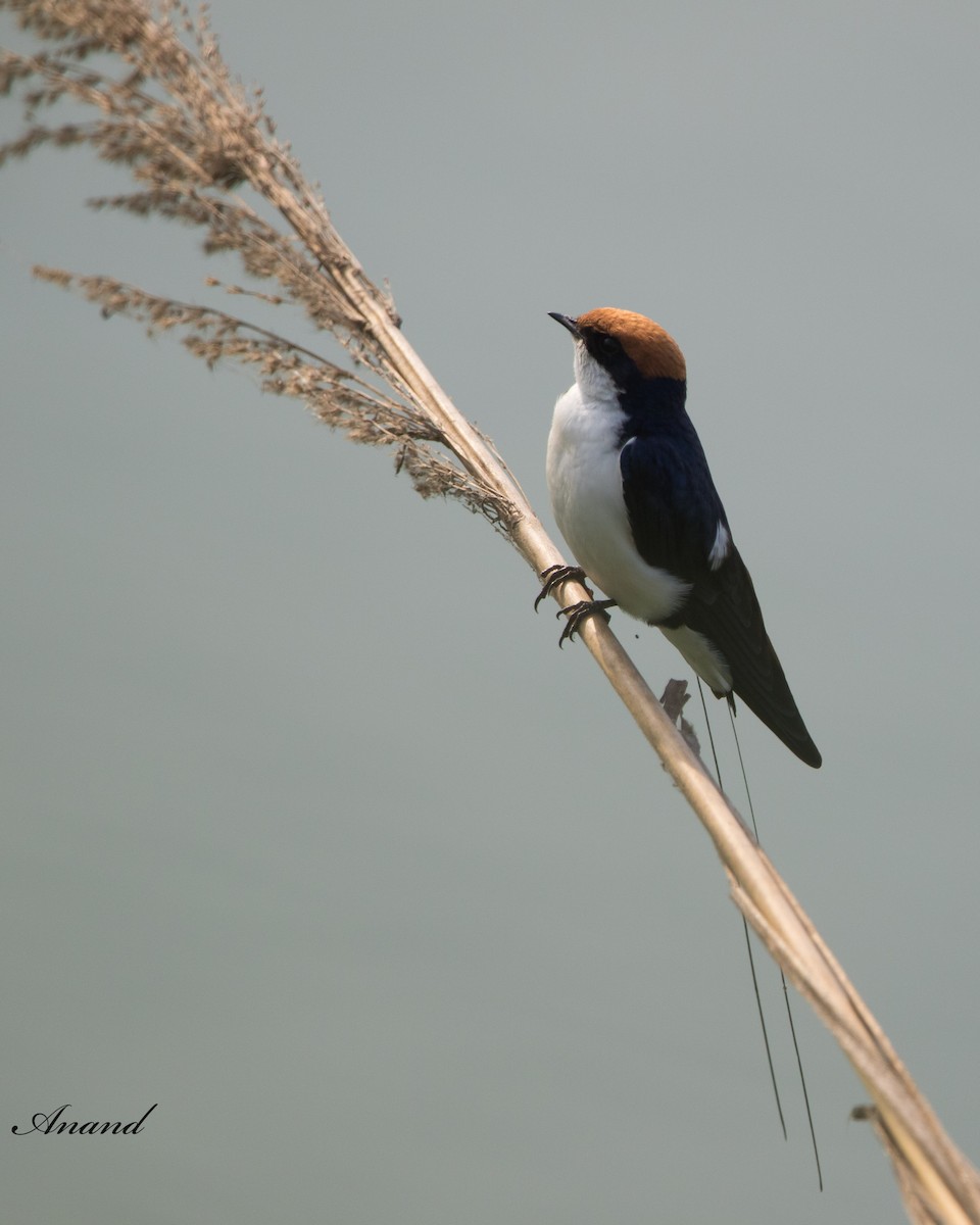 Wire-tailed Swallow - ML618010732