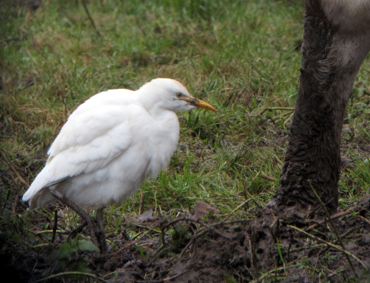 Western Cattle Egret - Peter Milinets-Raby