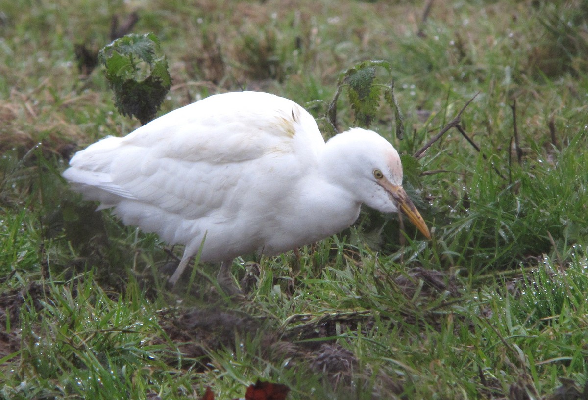 Western Cattle Egret - Peter Milinets-Raby