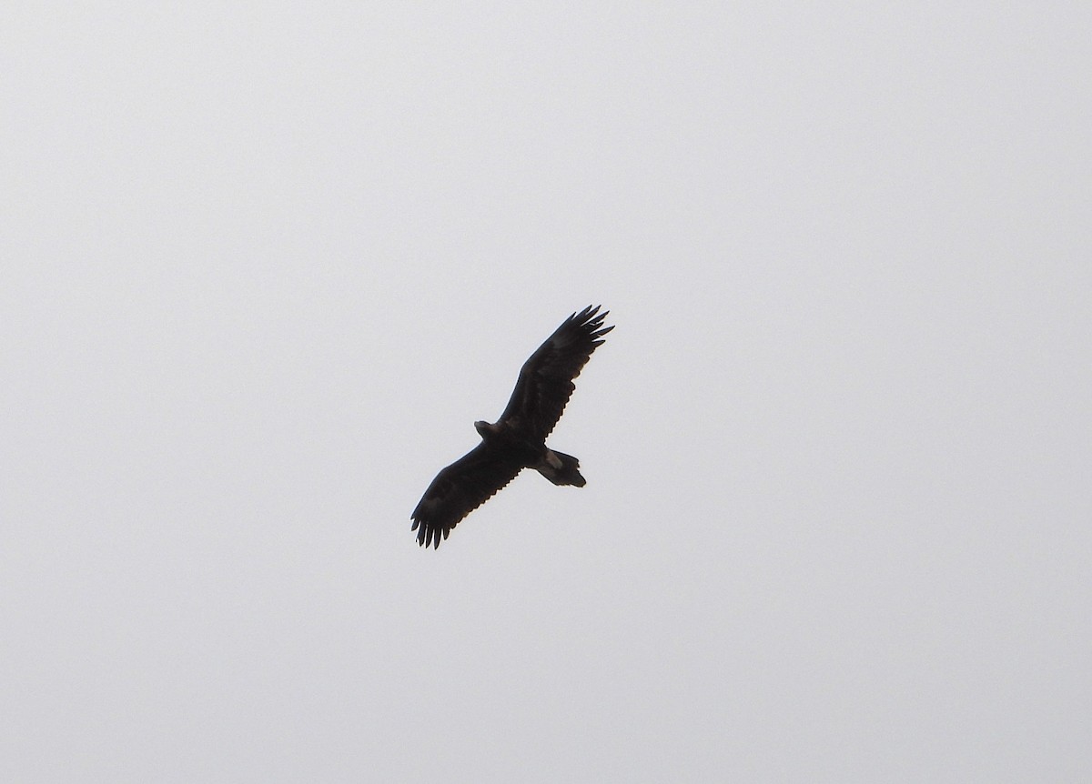 Wedge-tailed Eagle - Gordon Rich