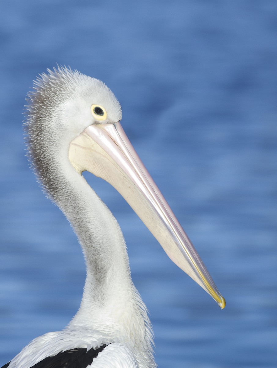 Australian Pelican - ML618010787