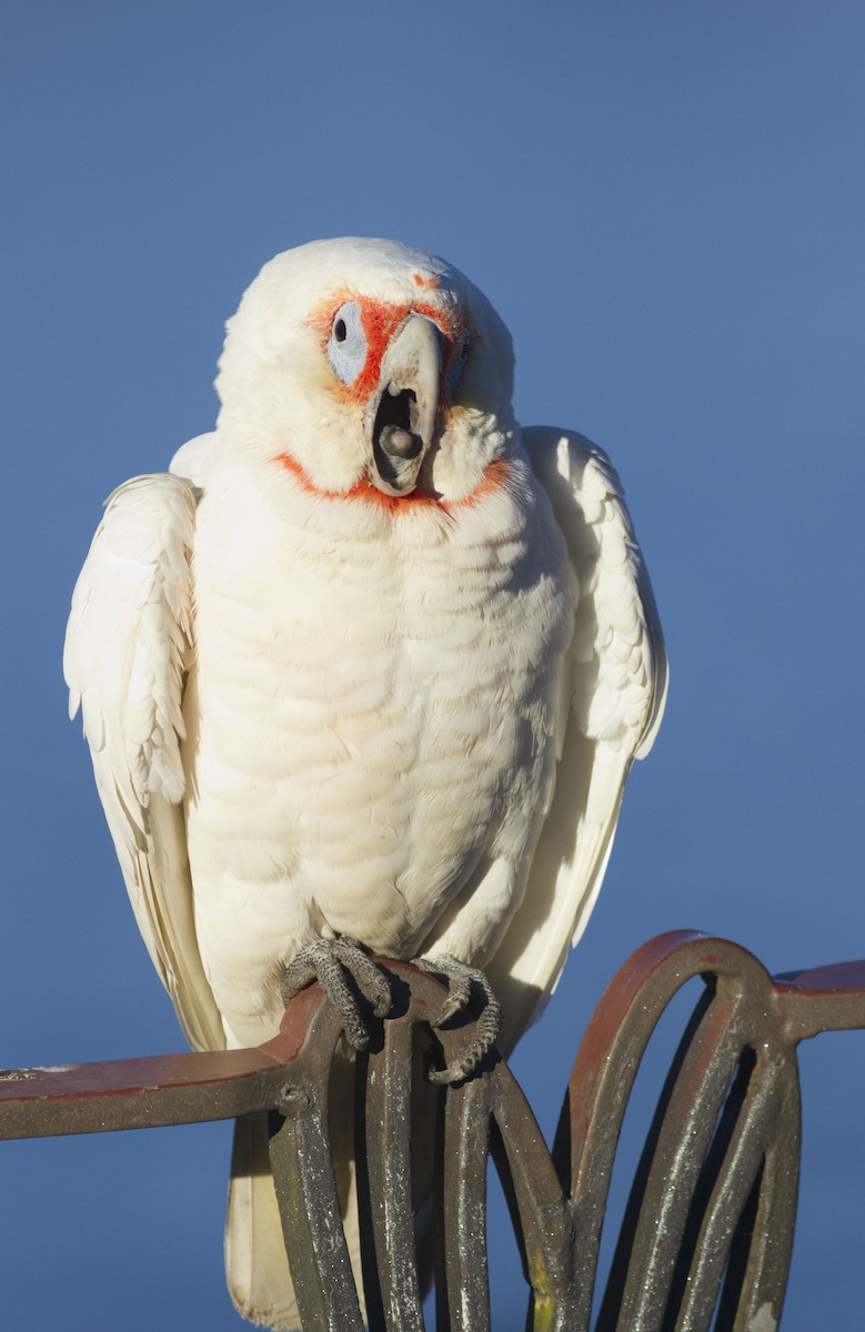 kakadu ostrozobý - ML618010789