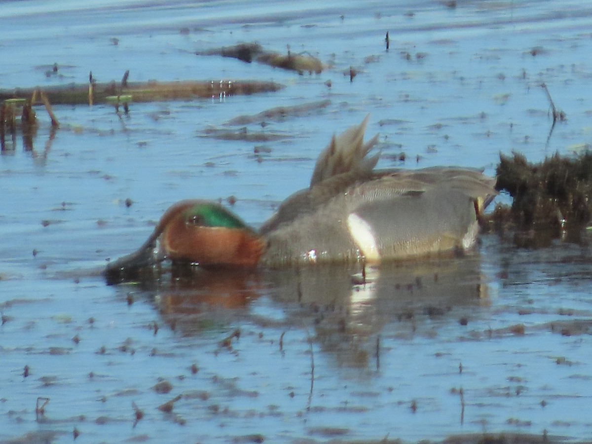 Green-winged Teal - ML618010790
