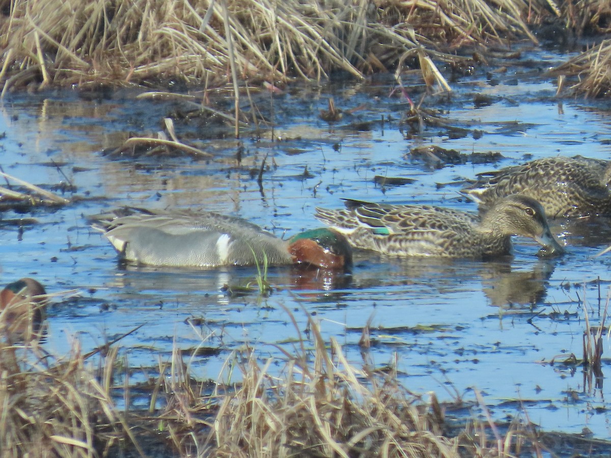 Green-winged Teal - ML618010791