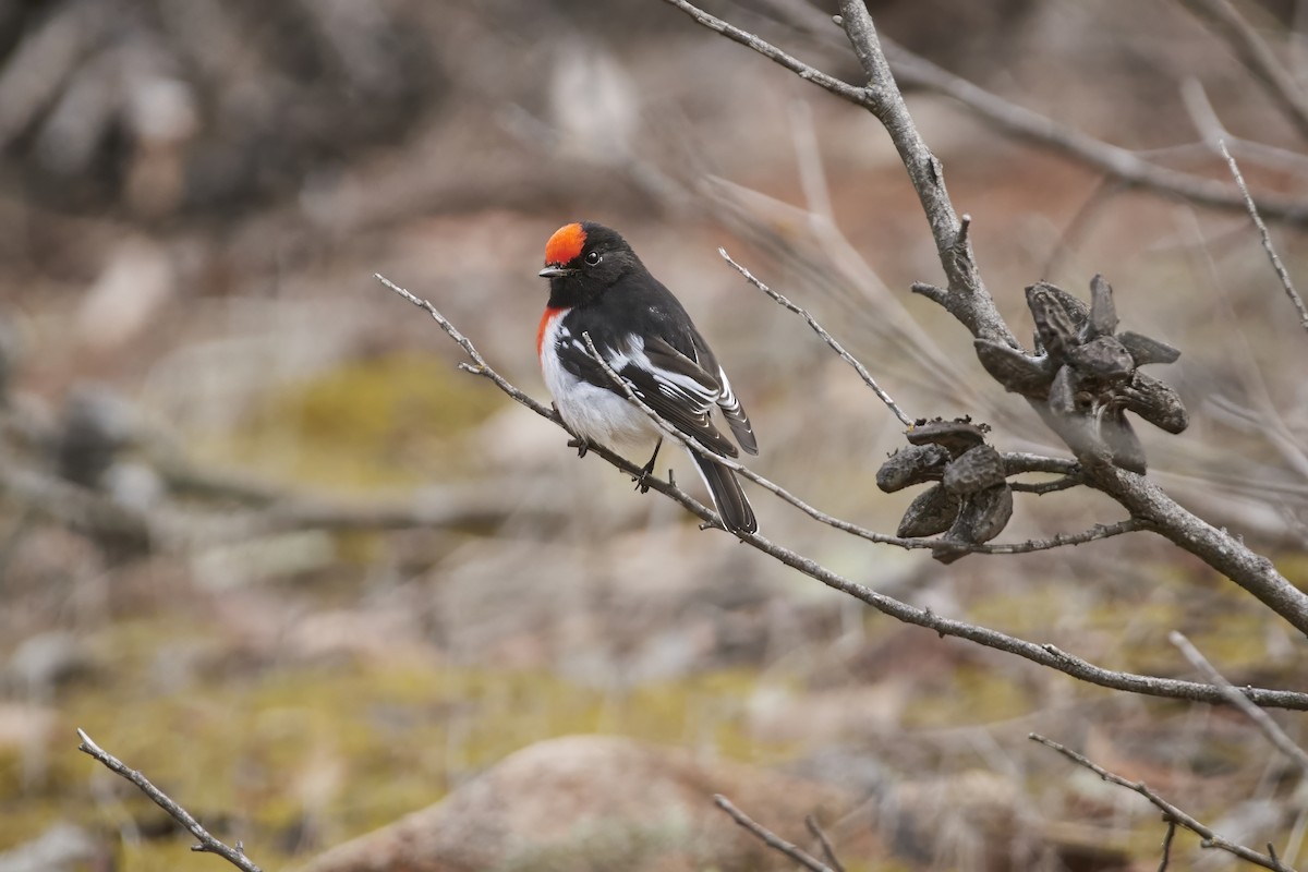 Red-capped Robin - ML618010794