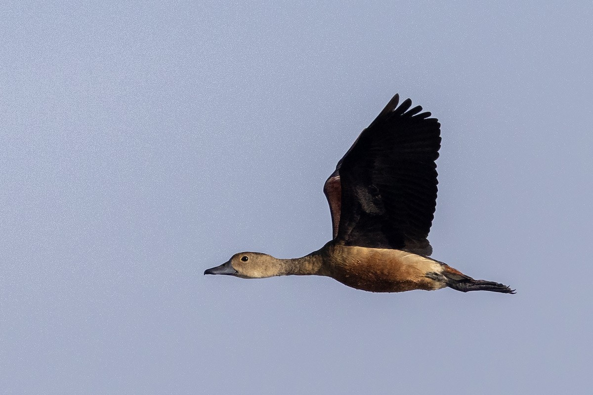 Lesser Whistling-Duck - Niall D Perrins