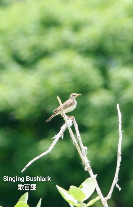 Singing Bushlark (Australasian) - ML618010860
