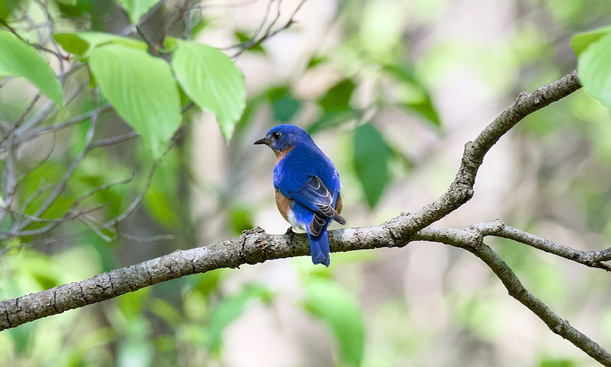 Eastern Bluebird - Rickey Shive