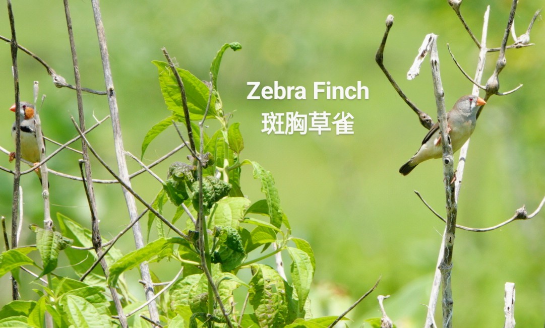 Zebra Finch - ML618010868