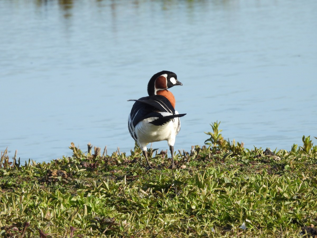 Red-breasted Goose - ML618010882