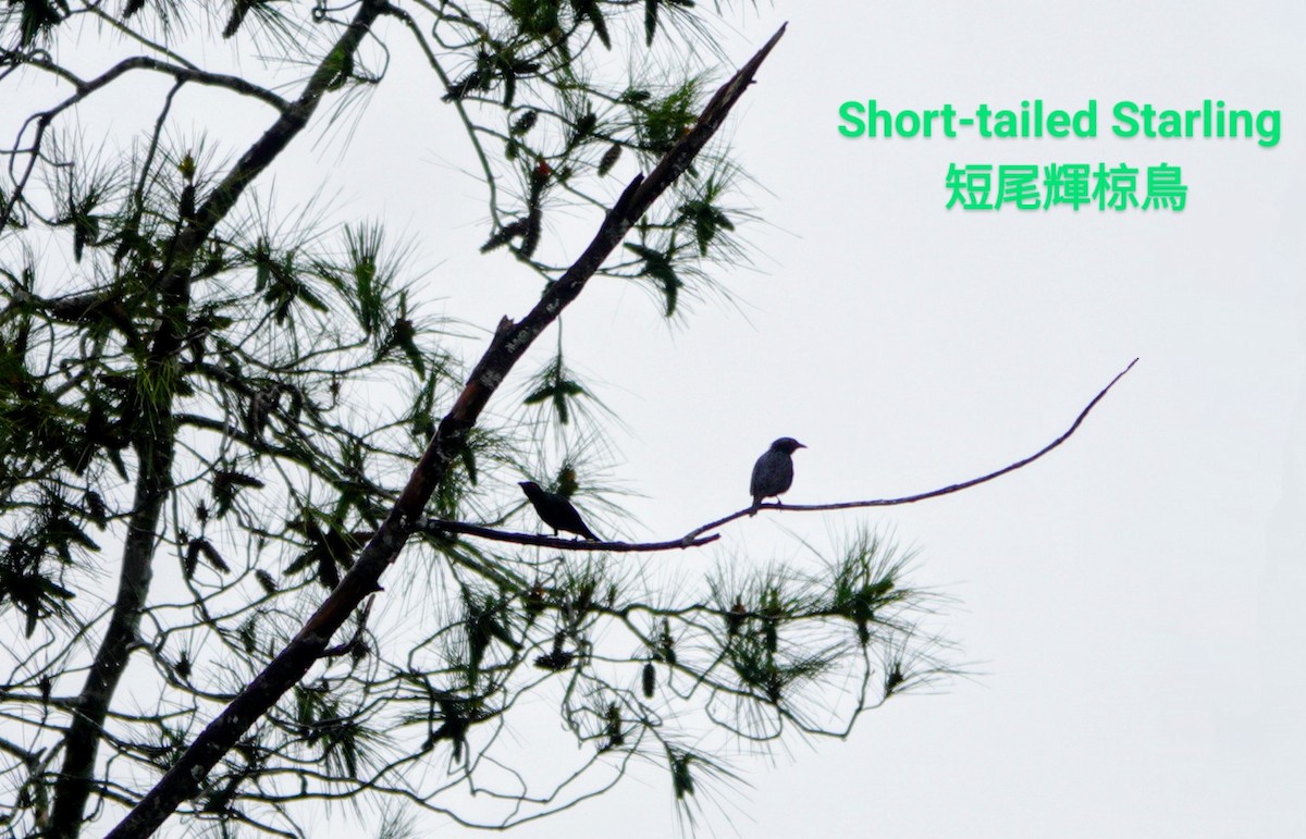 Short-tailed Starling - ML618010890
